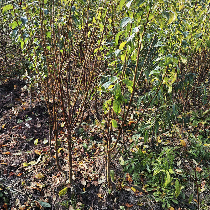 三华李树苗早熟李子苗果树苗木嫁接苗庭院地栽盆栽水果苗四川成森,淘宝优惠券,粉丝福利购,淘宝优惠卷