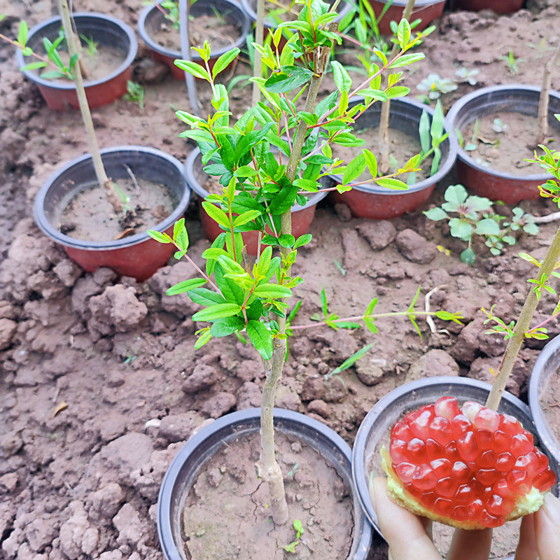 突尼斯软籽石榴果树苗带土盆栽地栽南方北方庭院果苗四川成森苗木,淘宝优惠券,粉丝福利购,淘宝优惠卷