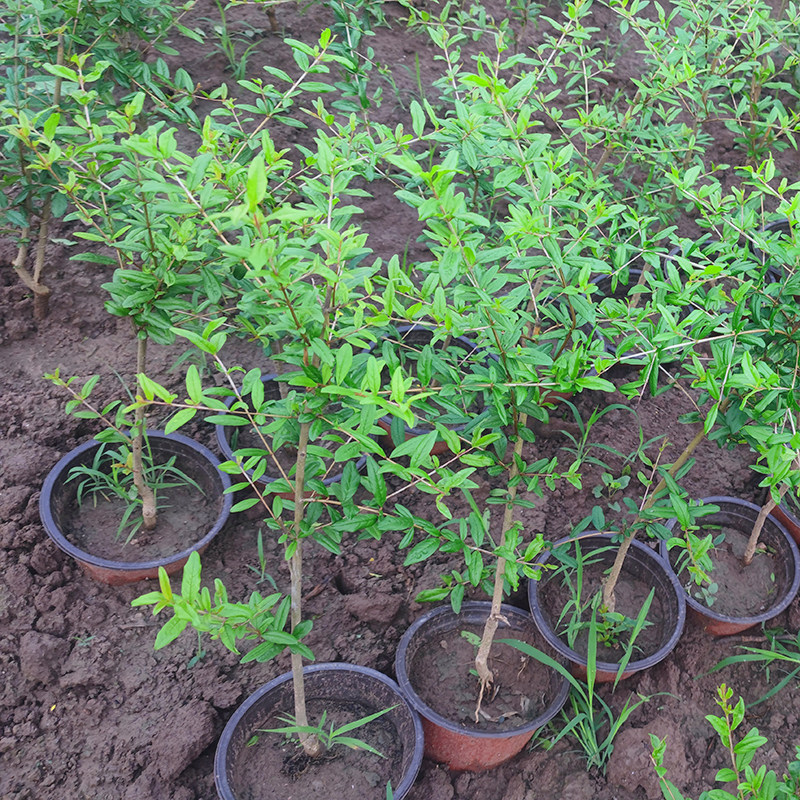 突尼斯软籽石榴果树苗带土盆栽地栽南方北方庭院果苗四川成森苗木,淘宝优惠券,粉丝福利购,淘宝优惠卷