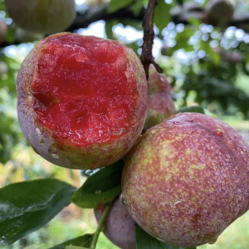 三华李树苗早熟李子苗果树苗木嫁接苗庭院地栽盆栽水果苗四川成森,淘宝优惠券,粉丝福利购,淘宝优惠卷