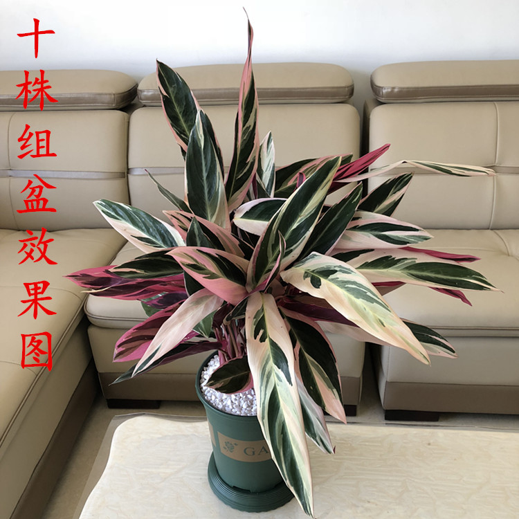 新品七彩竹芋盆栽四季常青客厅紫背油画观叶植物室内水培绿植包邮-图0