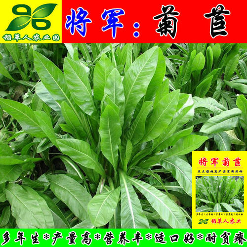 将军菊苣种子四季青多年生牧草籽猪牛羊鸡鸭鹅百绿进口南北方包邮 - 图2