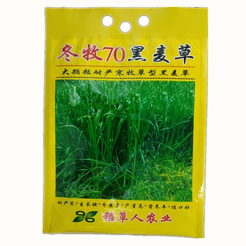 冬牧70黑麦草种子 耐严寒宽叶大颗粒牧草籽猪牛羊兔鸡鸭鹅鱼包邮 - 图3