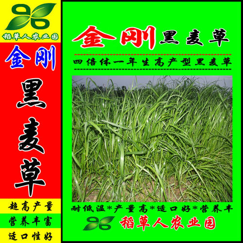 特高宽叶四倍体黑麦草种子 美国百绿进口 南方牛羊鹅兔鼠鱼牧草籽 - 图1