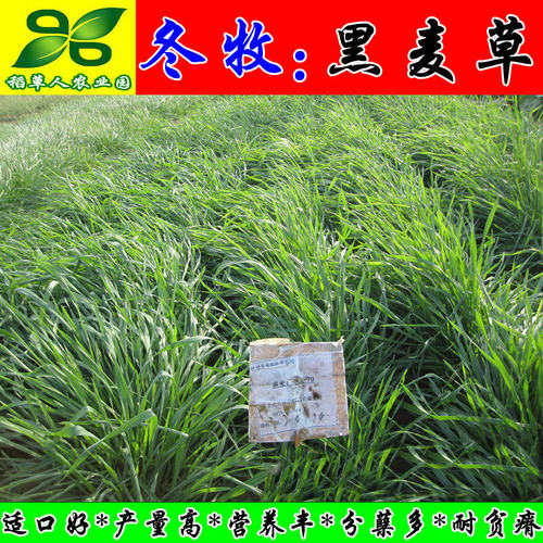 冬牧70黑麦草种子 耐严寒宽叶大颗粒牧草籽猪牛羊兔鸡鸭鹅鱼包邮 - 图1
