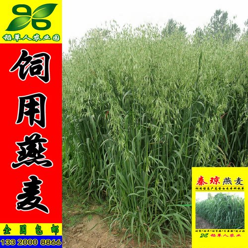 饲用燕麦种子 秦琼边锋牧草籽 高产饲料作物 耐寒好 产量高适应强 - 图2