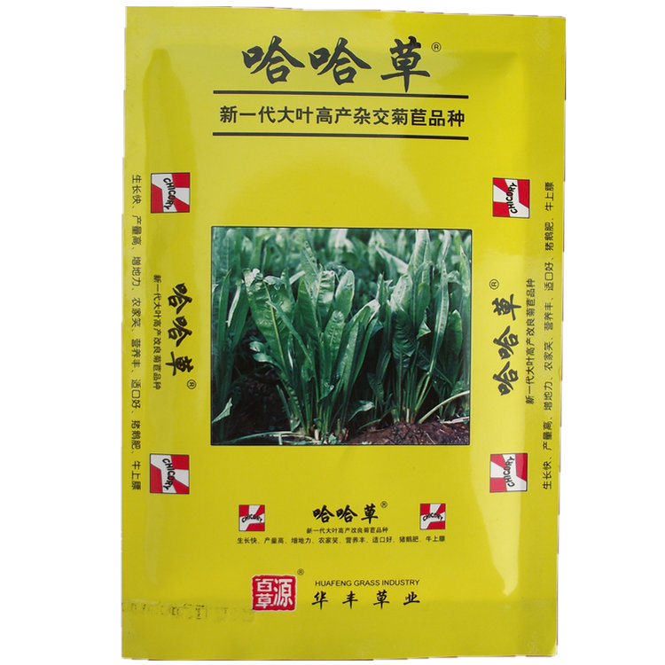 哈哈草种子 新一代大叶高产杂交菊苣牧草品种 鸡鸭猪牛羊鱼鹅包邮 - 图3