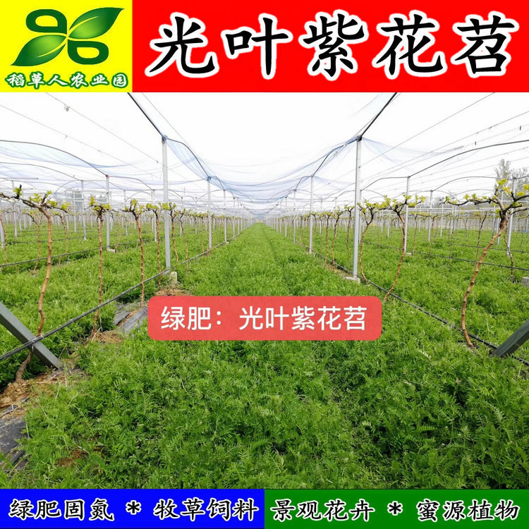 光叶紫花苕子种籽 田果园固氮绿肥 青饲料牧草 景观花卉 蜜源植物 - 图2