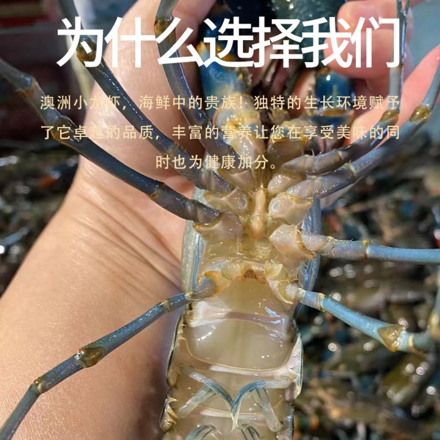 Freshwater crayfish fresh blue lobster