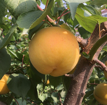 Matsuo sapiao Miao Miao Miao Miao Miao Miao Miao Gold apricot Big fruit grafting New varieties