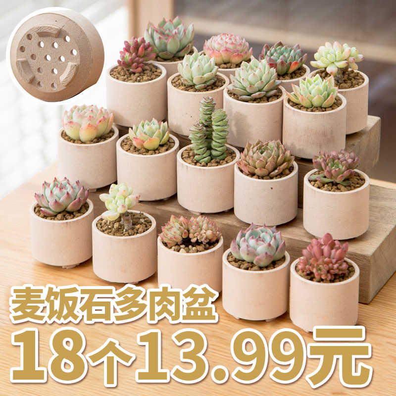 多肉植物陶瓷花盆 新人首单立减十元 22年7月 淘宝海外