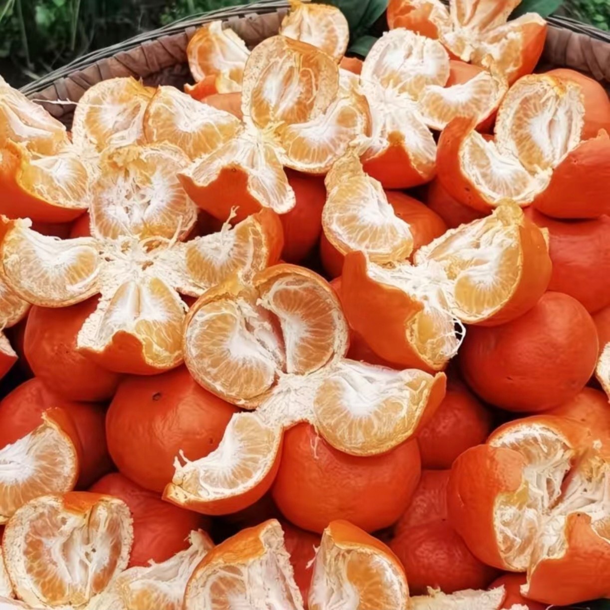 重庆红橘子古红桔新鲜当季水果红皮柑橘古老树陈皮大红袍橘子,淘宝优惠券,粉丝福利购,淘宝优惠卷