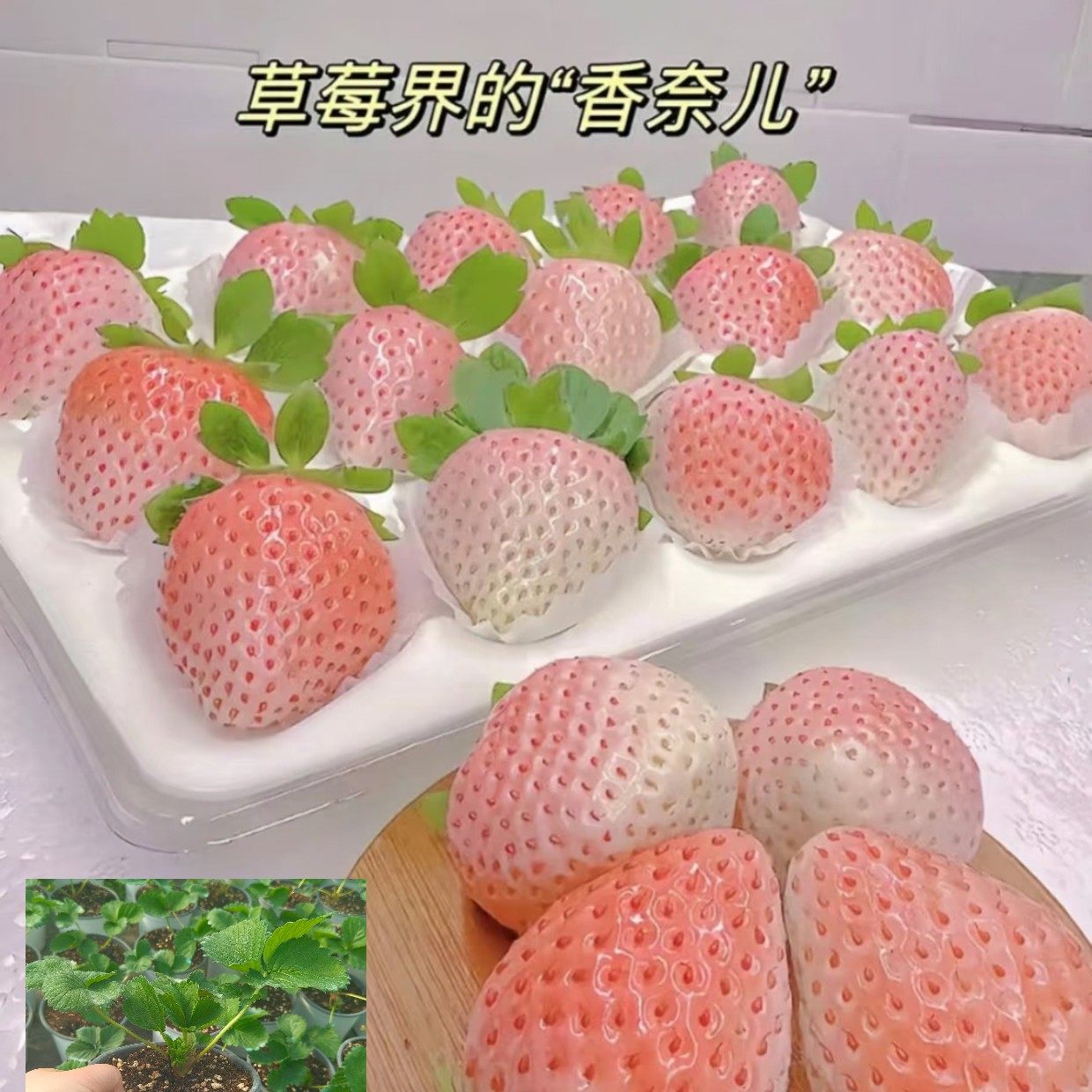 【7方小盆苗】香野奶油粉玉妙七建德白草莓秧苗盆栽,淘宝优惠券,粉丝福利购,淘宝优惠卷
