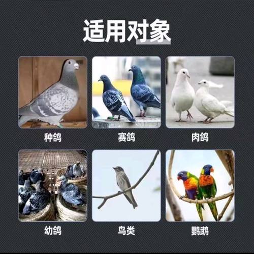 德赛力斯混感组合信鸽赛信鸽子用品 - 图0