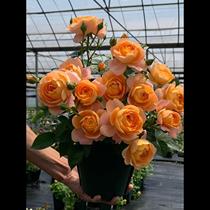 Juice Balcony Moon Season Flowers Miao large flower Blossom Orange Blossom Orange Patio Yellow Patio Climbing the Four Seasons Potted Rose Flowers