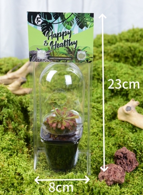 创意雨林提盒食虫植物礼品新奇趣味企业活动公司团建伴手礼