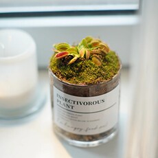 насекомоядное растение 玻璃生态瓶景礼品苔藓食虫植物微景观客厅办公室桌面易养30天包活 Furlan