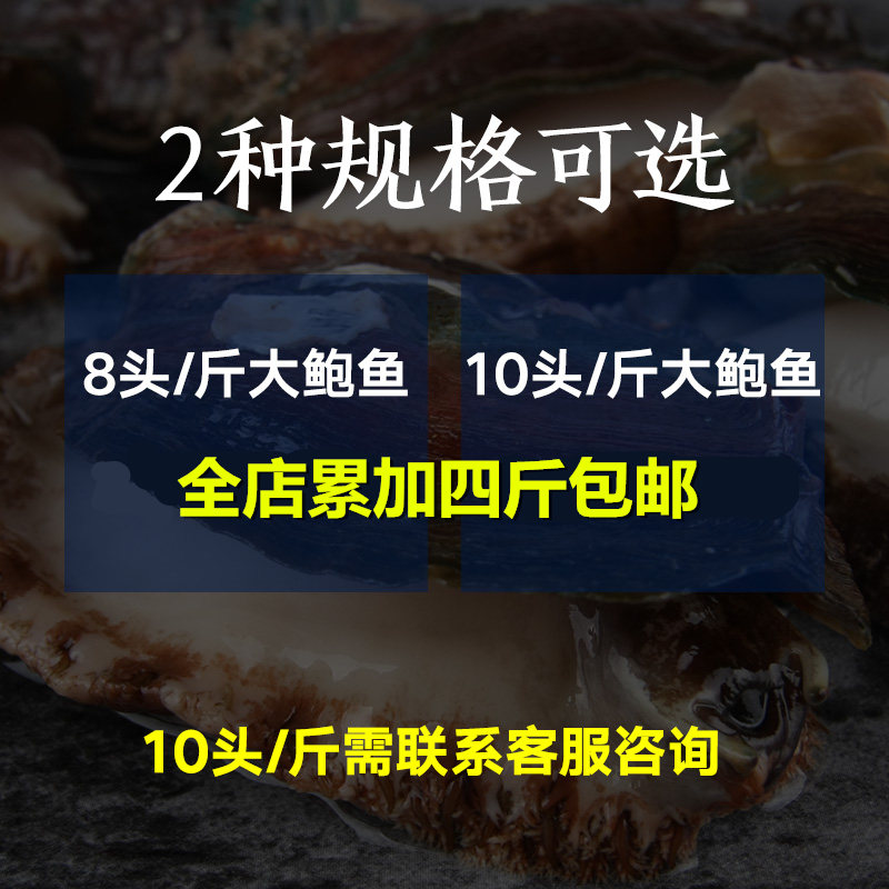 野大个活鲍鱼鲜活生海鲜特大鲍鱼新鲜鲍鱼贝类水产超大鲜活8-10头 - 图0