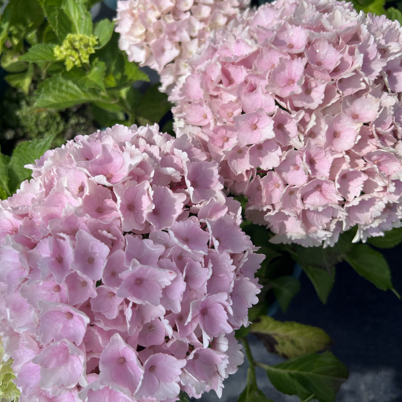 原野先生花园（4/7加仑  魔幻海洋）阳台庭院盆栽地栽绣球植物,淘宝优惠券,粉丝福利购,淘宝优惠卷