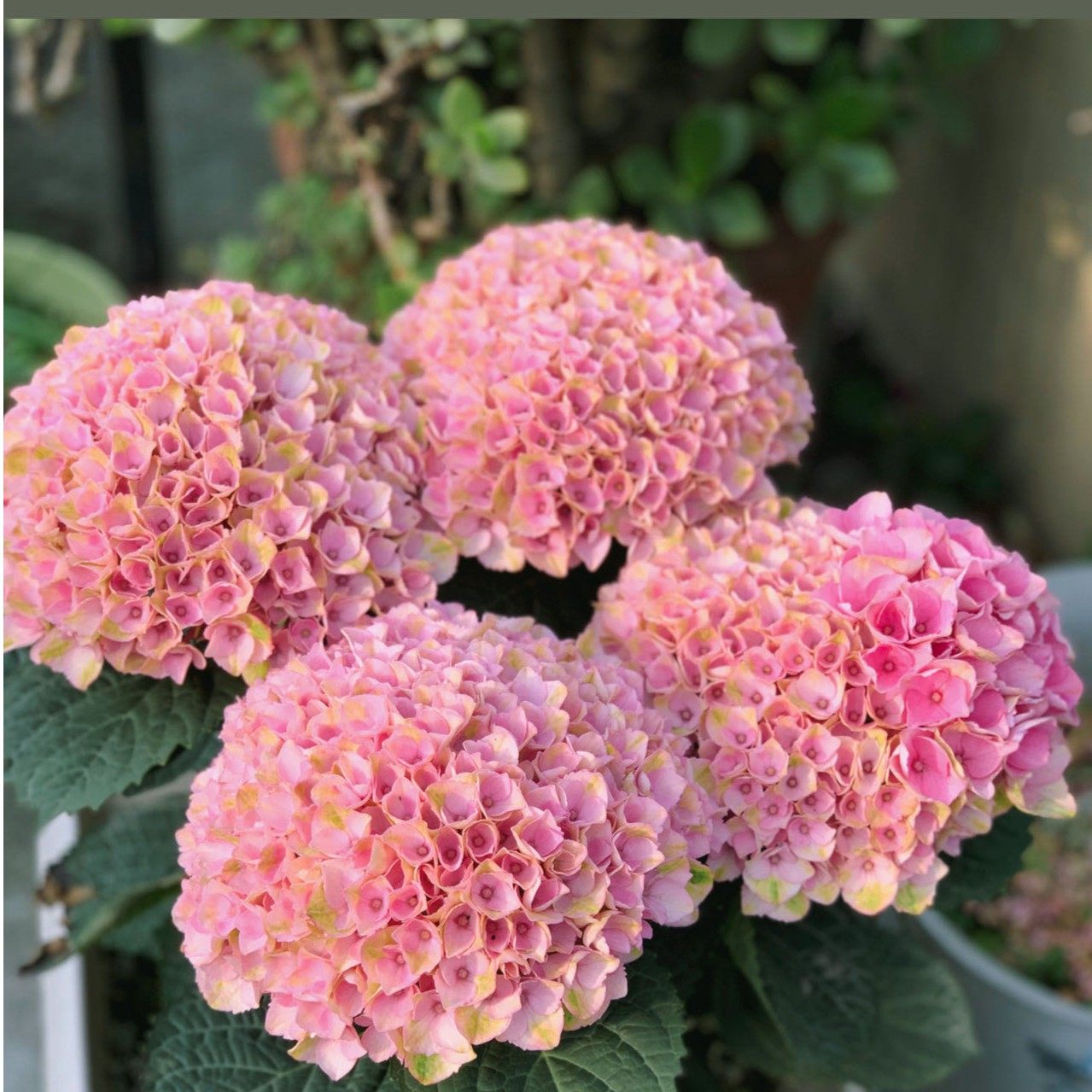 原野先生花园 （棒棒糖混合系列）绣球魔幻革命夏洛特,淘宝优惠券,粉丝福利购,淘宝优惠卷