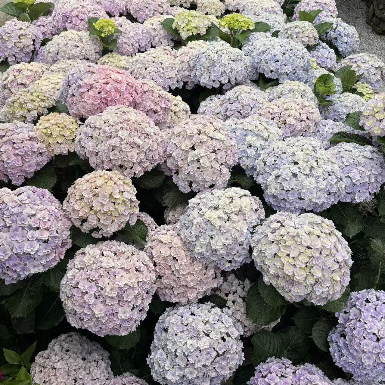 原野先生花园（2/3加仑花宝）阳台庭院盆栽地栽绣球植物夏季,淘宝优惠券,粉丝福利购,淘宝优惠卷