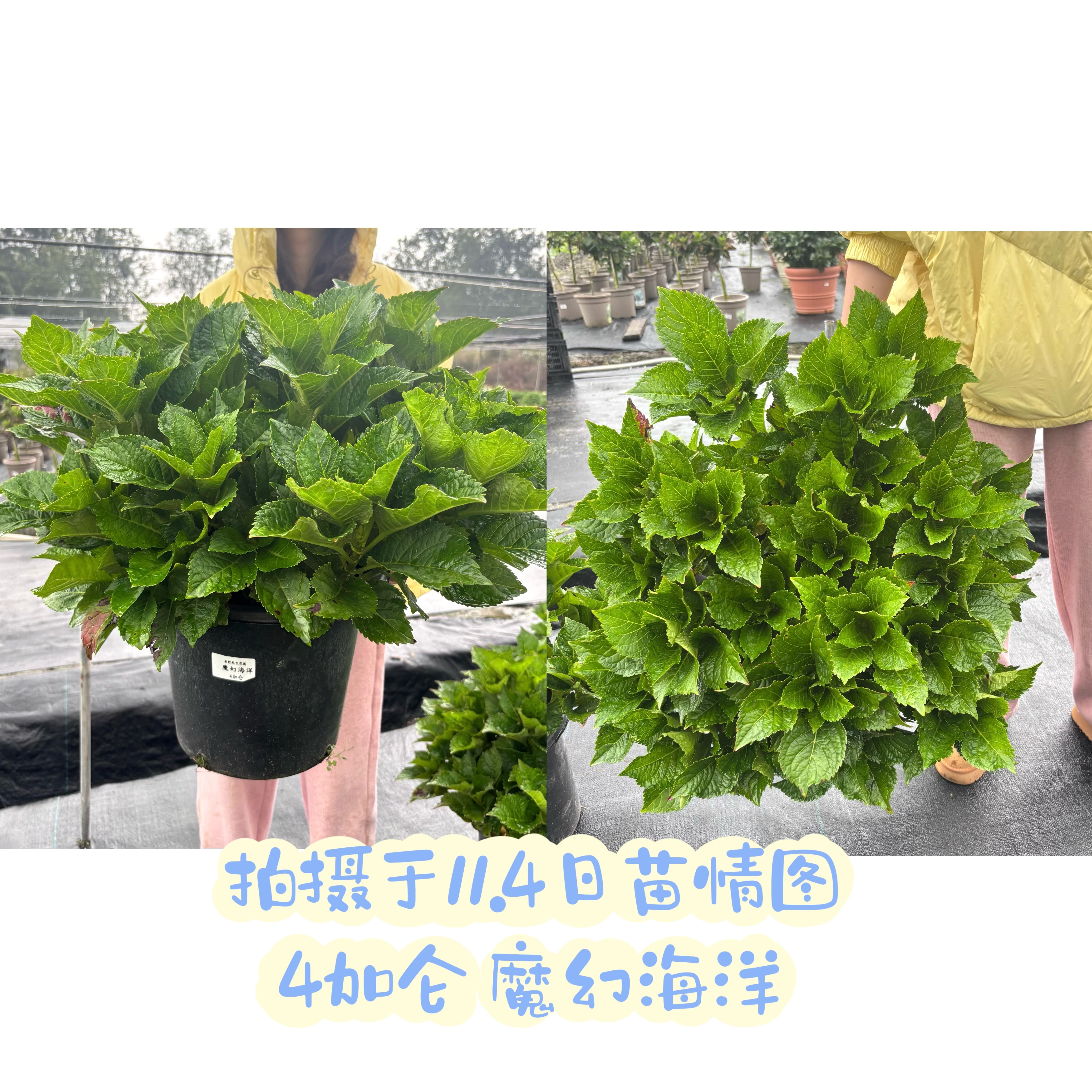 原野先生花园（4/7加仑  魔幻海洋）阳台庭院盆栽地栽绣球植物,淘宝优惠券,粉丝福利购,淘宝优惠卷