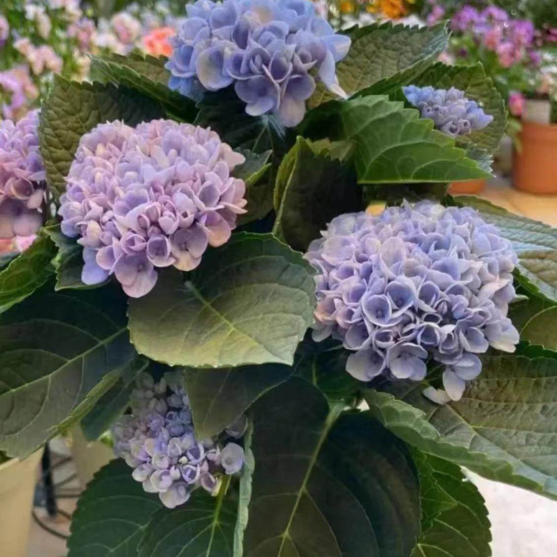 原野先生花园 （棒棒糖混合系列）绣球魔幻革命夏洛特,淘宝优惠券,粉丝福利购,淘宝优惠卷