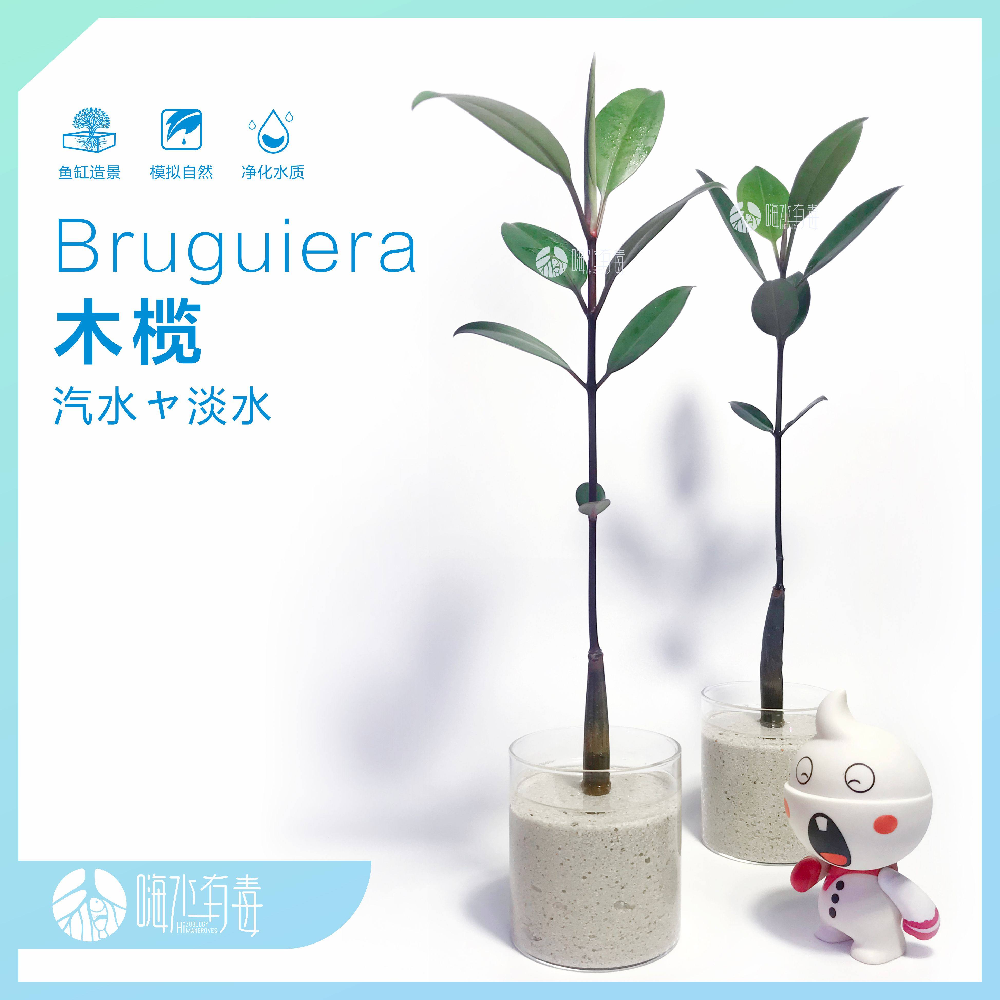 淡水红树 红树苗 水陆缸 雨林缸 草缸 水草 造景 原生缸 嗨水有毒 - 图3