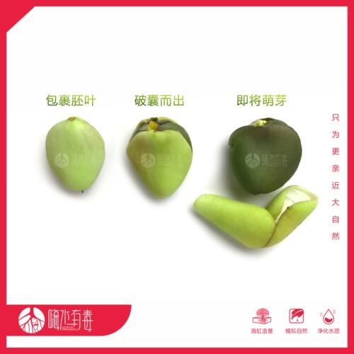 白骨壤 红树种子 秋茄 水笔仔 海缸 海水植物 造景 水陆缸 潮汐缸 - 图0