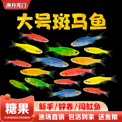 斑马鱼活体红蓝蝶翼好养金鱼冷水大号七彩荧光淡水小型热带观赏鱼 - 图0