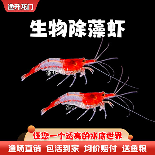 观赏虾活体除藻虾鲜活淡水热带米虾水晶虾极火蓝宝石工具虾苗包邮 - 图1