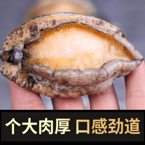 鲜冻鲍鱼特大个新鲜海捕超大活体鲍鱼捞饭渤海贝类海鲜水产包邮 - 图0