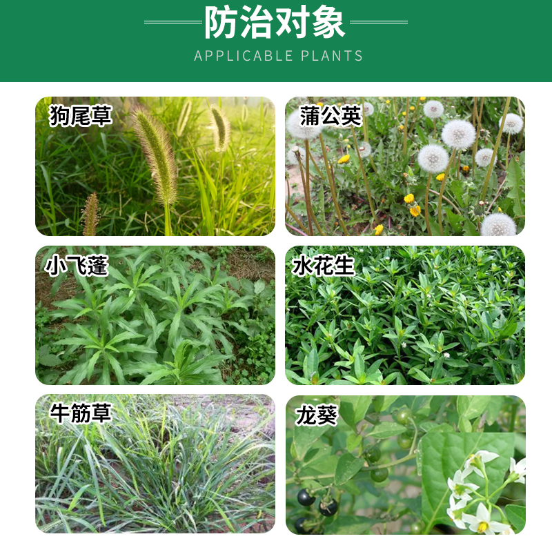 国光菊斗除草剂百慕大马尼拉禾本科草坪菊科豆科杂草蒲公英刺儿菜 - 图1