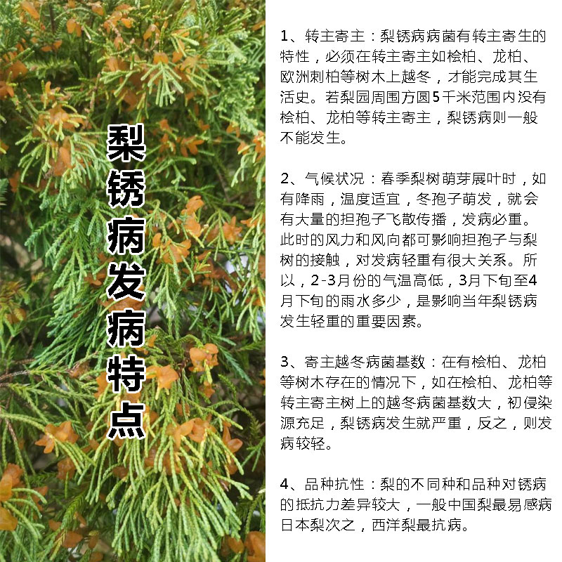 梨树锈病白粉病吡唑醚菌酯杀菌剂海棠树苹果玉米黑斑病三唑酮农药 - 图1