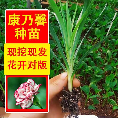 康乃馨花苗原土发货过冬花草耐寒宿舍多色懒人养花好养活花卉 - 图1