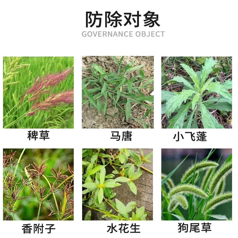 凡除草坪除草专用剂百慕大马尼拉台湾草除杂草除阔叶莎草马唐盈科 - 图1