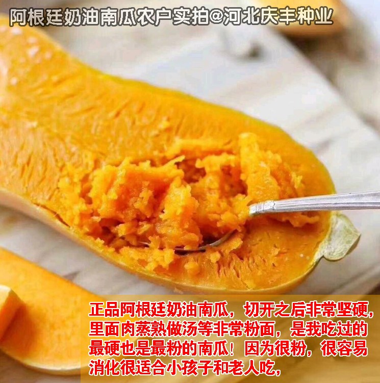 阿根廷奶油南瓜种子 四季播粉面甜糯南瓜 蒸食烧烤可煲汤蔬菜种子 - 图1