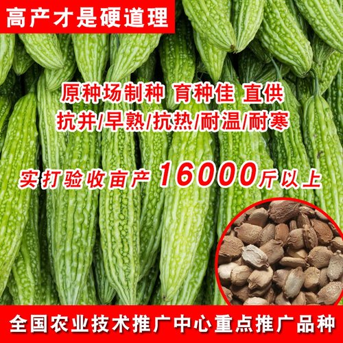 春季苦瓜种子长绿苦瓜油绿苦瓜种籽种易种蔬菜种子家庭阳台盆栽种 - 图2