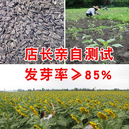 高杆向日葵种子 蔬菜种子 美国食葵种子 太阳花 阳台家庭小院种植 - 图2
