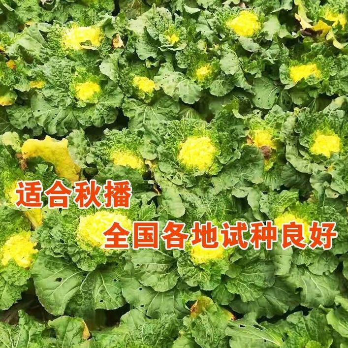 鸡蛋黄白菜种子中师黄心大白菜四季快菜种子好吃高产蔬菜种子-图2