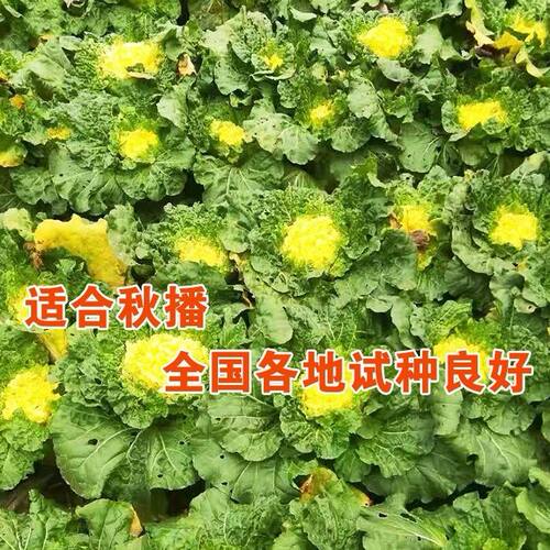 鸡蛋黄 白菜种子 中师黄心大白菜四季快菜种子好吃 高产 蔬菜种子 - 图2
