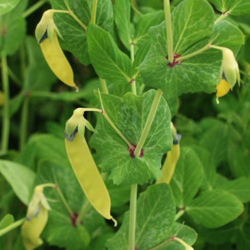 紫荷兰豆种子紫荚甜脆豌豆老品种四季菜豆春秋四季农家蔬菜种孑 - 图2