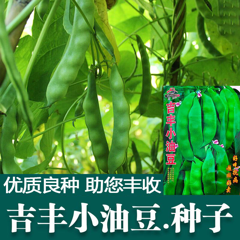 九月青种子东北油豆角新品种将军豆红绿小油豆芸豆蔬菜籽无筋豆-图1