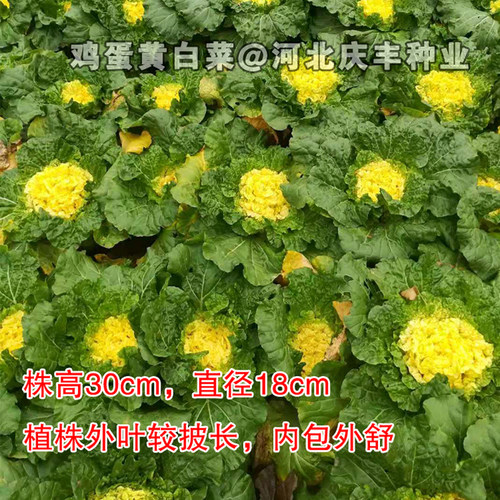 鸡蛋黄 白菜种子 中师黄心大白菜四季快菜种子好吃 高产 蔬菜种子 - 图1