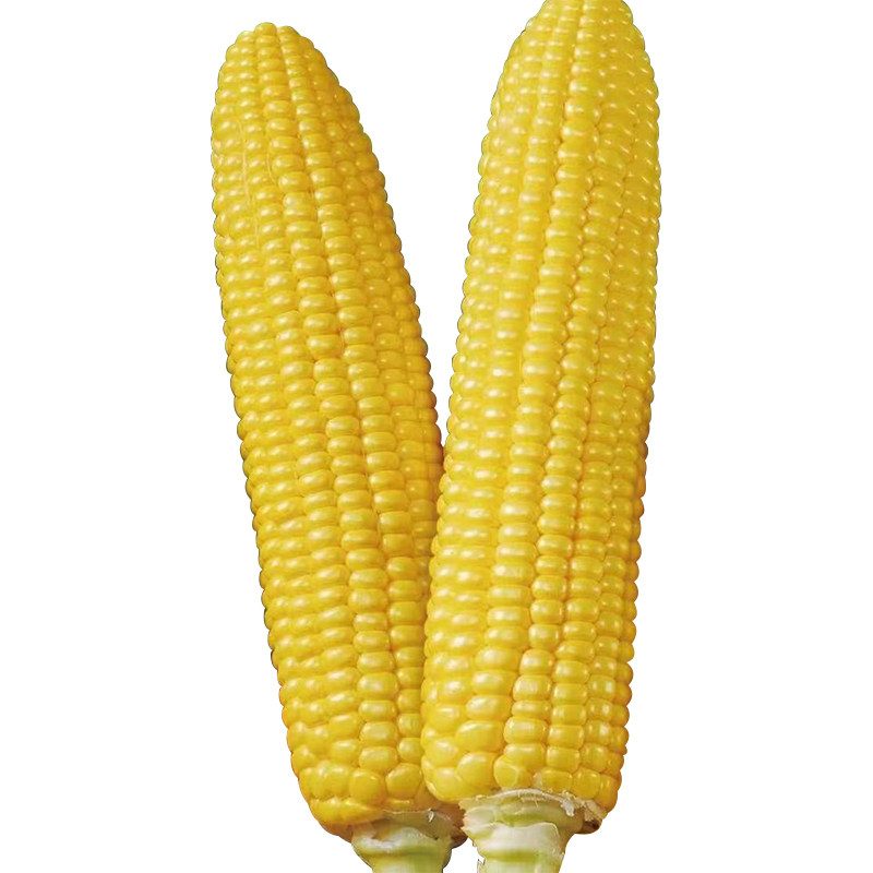 超甜水果玉米种子生吃甜脆无渣美珍206非转基因水果玉米种子籽甜,淘宝优惠券,粉丝福利购,淘宝优惠卷