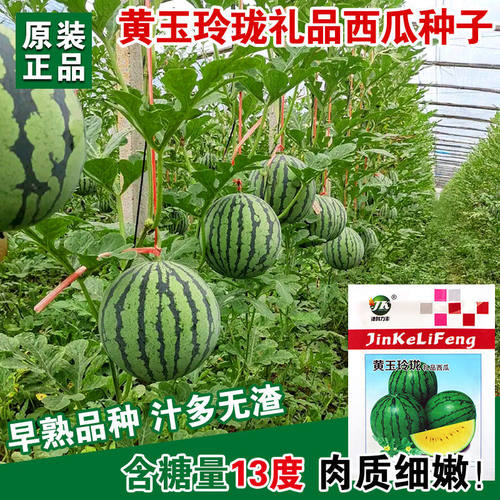 黄玉玲珑礼品西瓜种子黄金宝黄瓤西瓜薄皮早熟礼品小西瓜种籽高产 - 图2