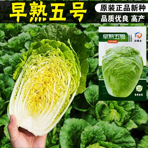 早熟5号大白菜种子秋季包头大白菜包心菜种籽孑蔬菜高产秋播耐寒 - 图0