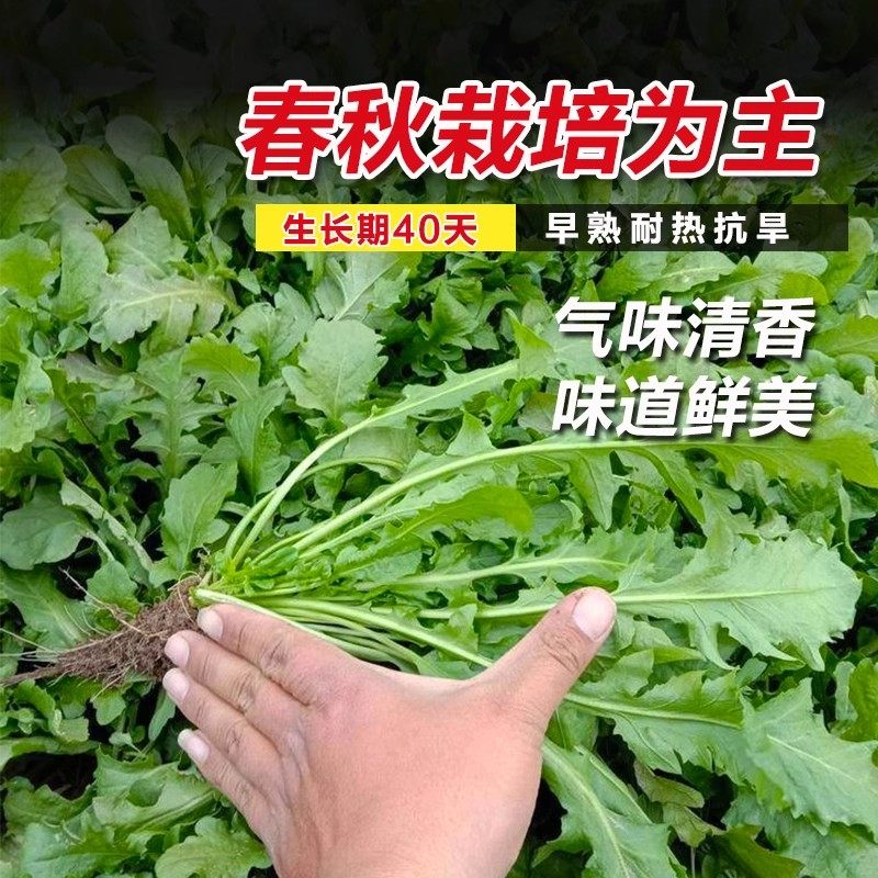 小叶野菜 野生荠荠菜种子阳台四季播菜籽盆栽地菜蔬菜种籽孑菜种,淘宝优惠券,粉丝福利购,淘宝优惠卷