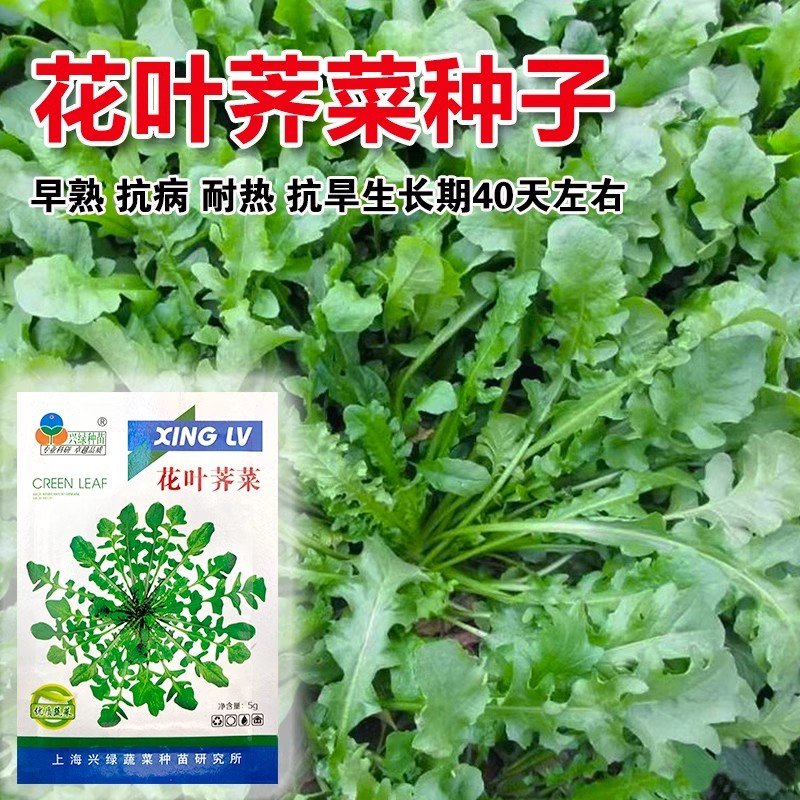 小叶野菜 野生荠荠菜种子阳台四季播菜籽盆栽地菜蔬菜种籽孑菜种 - 图1