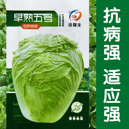 早熟5号大白菜种子秋季包头大白菜包心菜种籽孑蔬菜高产秋播耐寒 - 图1